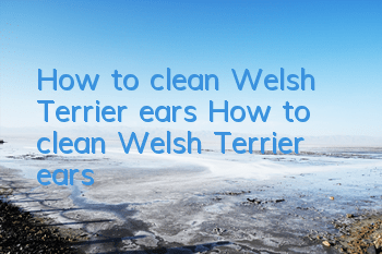 How to clean Welsh Terrier ears How to clean Welsh Terrier ears