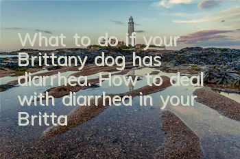 What to do if your Brittany dog ​​has diarrhea. How to deal with diarrhea in your Brittany dog.