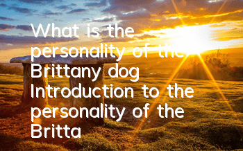 What is the personality of the Brittany dog? Introduction to the personality of the Brittany dog.