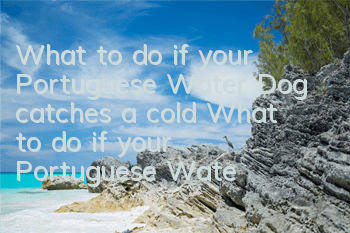 What to do if your Portuguese Water Dog catches a cold? What to do if your Portuguese Water Dog catches a cold?
