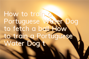 How to train a Portuguese Water Dog to fetch a ball? How to train a Portuguese Water Dog to fetch a ball?