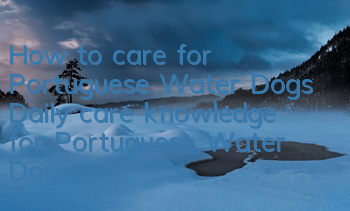 How to care for Portuguese Water Dogs Daily care knowledge for Portuguese Water Dogs