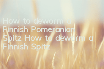 How to deworm a Finnish Pomeranian Spitz How to deworm a Finnish Spitz
