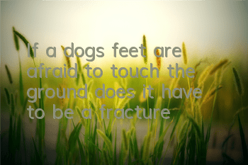 TIf a dog’s feet are afraid to touch the ground, does it have to be a fracture?