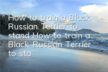 How to train a Black Russian Terrier to stand? How to train a Black Russian Terrier to stand?