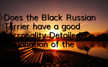 Does the Black Russian Terrier have a good personality? Detailed explanation of the Black Russian Terrier's personality