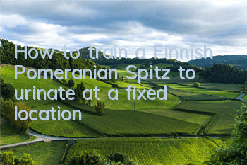 How to train a Finnish Pomeranian Spitz to urinate at a fixed location