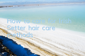 How to care for Irish Setter hair care methods