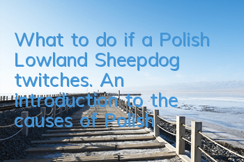 What to do if a Polish Lowland Sheepdog twitches. An introduction to the causes of Polish Lowland Sheepdog convulsions.