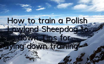 How to train a Polish Lowland Sheepdog to lie down? Tips for lying down training