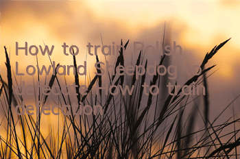 How to train Polish Lowland Sheepdog to defecate? How to train defecation?