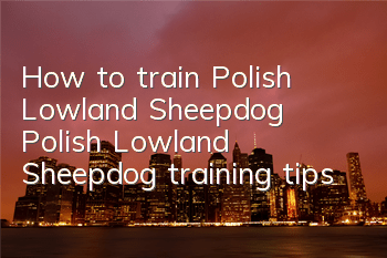 How to train Polish Lowland Sheepdog Polish Lowland Sheepdog training tips