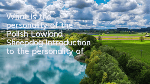 What is the personality of the Polish Lowland Sheepdog? Introduction to the personality of the Polish Lowland Sheepdog.