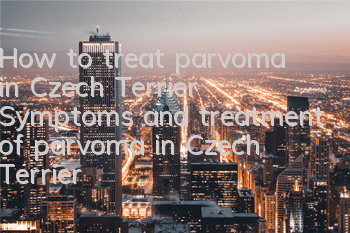 How to treat parvoma in Czech Terrier? Symptoms and treatment of parvoma in Czech Terrier