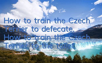 How to train the Czech Terrier to defecate. How to train the Czech Terrier to the toilet.