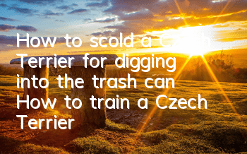 How to scold a Czech Terrier for digging into the trash can? How to train a Czech Terrier not to dig into the trash can?