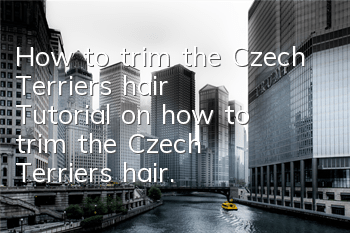 How to trim the Czech Terrier's hair? Tutorial on how to trim the Czech Terrier's hair.
