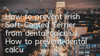 How to prevent Irish Soft-Coated Terrier from dental calculus. How to prevent dental calculus?