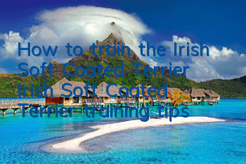 How to train the Irish Soft Coated Terrier? Irish Soft Coated Terrier training tips