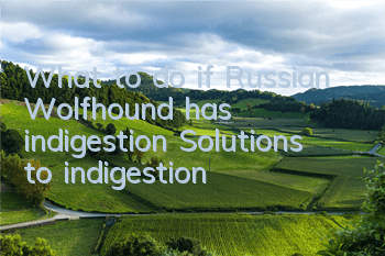 What to do if Russian Wolfhound has indigestion? Solutions to indigestion