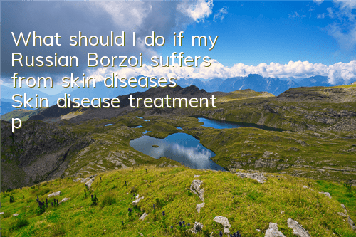 What should I do if my Russian Borzoi suffers from skin diseases? Skin disease treatment plan