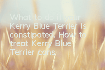 What to do if your Kerry Blue Terrier is constipated. How to treat Kerry Blue Terrier constipation.