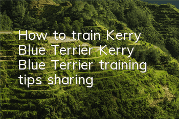 How to train Kerry Blue Terrier Kerry Blue Terrier training tips sharing