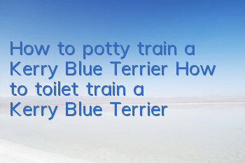 How to potty train a Kerry Blue Terrier How to toilet train a Kerry Blue Terrier
