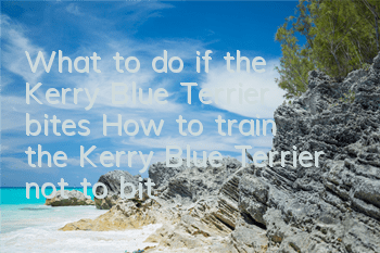 What to do if the Kerry Blue Terrier bites? How to train the Kerry Blue Terrier not to bite.