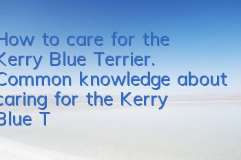 How to care for the Kerry Blue Terrier. Common knowledge about caring for the Kerry Blue Terrier.