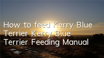 How to feed Kerry Blue Terrier Kerry Blue Terrier Feeding Manual
