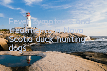 Fever symptoms and treatments in Nova Scotia duck hunting dogs