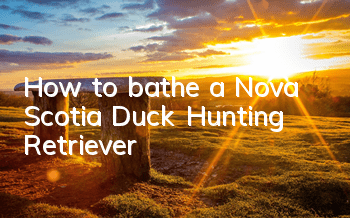 How to bathe a Nova Scotia Duck Hunting Retriever