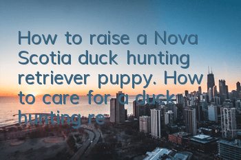 How to raise a Nova Scotia duck hunting retriever puppy. How to care for a duck hunting retriever puppy.