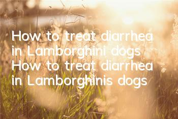 How to treat diarrhea in Lamborghini dogs How to treat diarrhea in Lamborghinis dogs