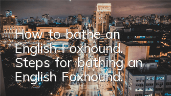 How to bathe an English Foxhound. Steps for bathing an English Foxhound.