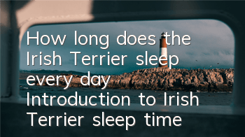 How long does the Irish Terrier sleep every day? Introduction to Irish Terrier sleep time