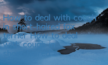 How to deal with cough in short-haired fox terrier How to deal with cough in short-haired fox terrier