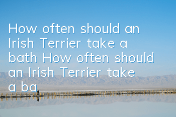 How often should an Irish Terrier take a bath? How often should an Irish Terrier take a bath?