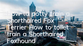 How to potty train a Shorthaired Fox Terrier How to toilet train a Shorthaired Foxhound