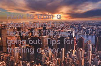 How to train a short-haired fox terrier to follow when going out. Tips for training a short-haired fox terrier to follow when walking.