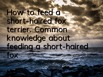 How to feed a short-haired fox terrier. Common knowledge about feeding a short-haired fox terrier.