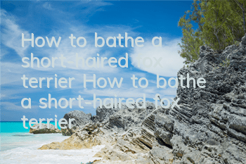 How to bathe a short-haired fox terrier? How to bathe a short-haired fox terrier?
