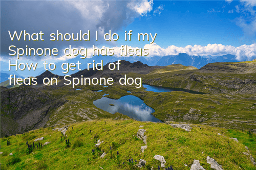 What should I do if my Spinone dog has fleas? How to get rid of fleas on Spinone dog?