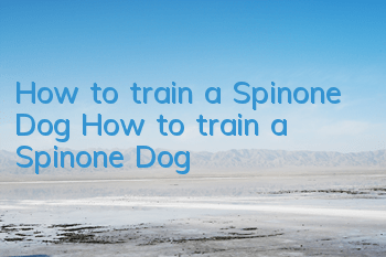 How to train a Spinone Dog? How to train a Spinone Dog?