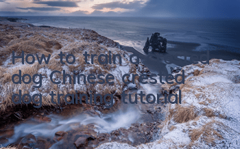 How to train a crested dog Chinese crested dog training tutorial