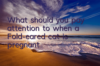 TWhat should you pay attention to when a Fold-eared cat is pregnant?