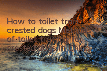 How to toilet train crested dogs? Methods of toilet training for crested dogs in China.