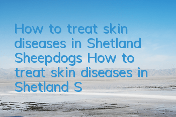 How to treat skin diseases in Shetland Sheepdogs? How to treat skin diseases in Shetland Sheepdogs?