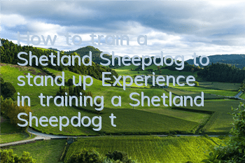 How to train a Shetland Sheepdog to stand up? Experience in training a Shetland Sheepdog to stand up